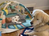 Bébé amoureux de son Golden Retriever