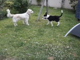 Soirée entre copines pour un Border Collie et un Golden Retriever