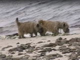 Balade en mer en famille pour des Cairn Terrier