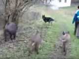 4 sangliers contre 1 Berger Allemand