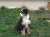 Un chiot perplexe en entendant d'autres chiens aboyer
