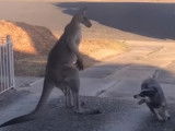 Une confrontation tendue entre un chien et un kangourou