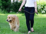 Chiens en Laisse : Que dit la loi ?