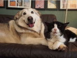 La belle amitié entre un Malamute et un vieux chat