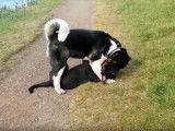 Un Akita Américain s'amuse avec un Rottweiler