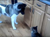 Un Akita Américain tenu en respect par un chat