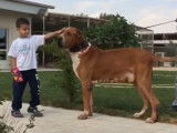Moments tendres entre un enfant et son Sindh Hound
