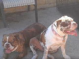 Deux Alapaha Blue Blood Bulldog très complices