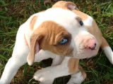 Un Alapaha Blue Blood Bulldog joue avec des chiots