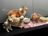 Faire empailler ou lyophiliser son chien : prix, conseils...
