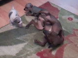 Un American Hairless Terrier et ses chiots