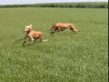 L'Azawakh et le Saluki, deux des grandes races du sprint