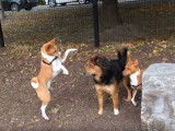Des Basenji dans un parc pour chiens