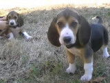 Deux chiots Basset Artésien Normand très mignons et tendres