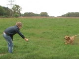 Un enfant et son Basset Fauve de Bretagne jouent ensemble