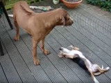 Scène de jeu entre un Basset de Westphalie et un Rhodesian Ridgeback