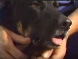 Un homme et ses Beauceron
