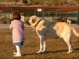 Le Kangal et les enfants