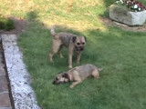 La folle amitié entre ces deux Border Terriers
