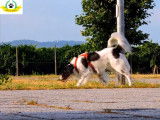 Comment socialiser son chien ou son chiot ?