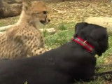 Un chien et un guépard sont les meilleurs amis du monde