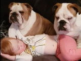 Des Olds English Bulldogs veillent sur le sommeil d'une enfant