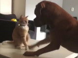 Un combat de boxe entre un chat et un Dogue de Bordeaux