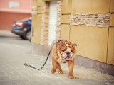Un Bouledogue perdu marche dans la rue avec sa laisse