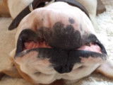 Un Continental Bulldog qui ronfle de manière très sonore