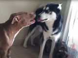 Un Pitbull et un Alaskan Husky se défient amicalement