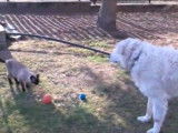 Un Siamois et un Kuvasz jouent ensemble