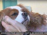 Assurance pour animaux : faut-il souscrire ?