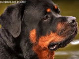 Les chiens de catégorie en France, que dit la loi ?