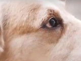 Belgique : un permis pour être autorisé à détenir un animal