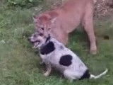 En Russie, un puma attaque un chien dans un jardin privé