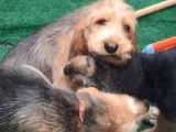 Chiots Otterhounds se lavant les oreilles entre eux