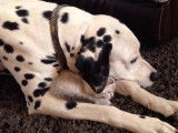 Un Dalmatien très câlin avec un chaton
