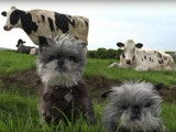 L'Affenpinscher dans tous ses états