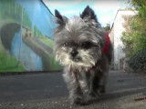 Périple d'un intrépide Affenpinscher