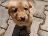 Un chiot Aïdi déterminé à interagir avec son propriétaire
