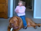Compilation de moments tendres entre des Dogues de Bordeaux et des enfants