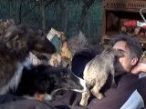Des Barzoï, des chèvres et un poney
