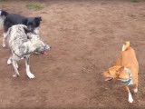 Le Basenji à l'aise avec ses congénères