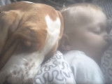 Le Basset Hound câlin et joueur avec bébé