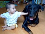 Un Beauceron patient avec bébé