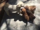 Des chiots Kyi-Leo pleins de vie suivent leur mère partout