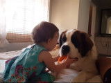 Un bébé et un Saint-Bernard jouent ensemble