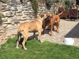 Un Tosa jouant avec un Boerboel