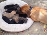 Une chienne aux petits soins pour des chiots qui ne sont pas les siens