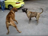 Une partie de jeu entre un Tosa et un Dogo Canario